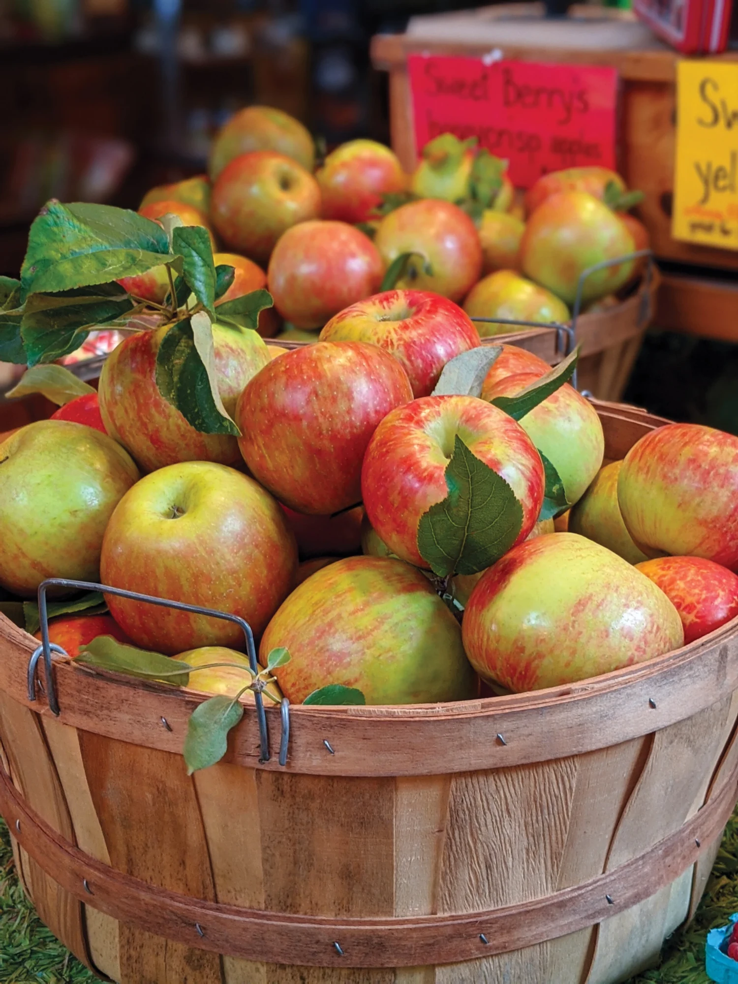 A basket of freshly picked apples at a farm stand