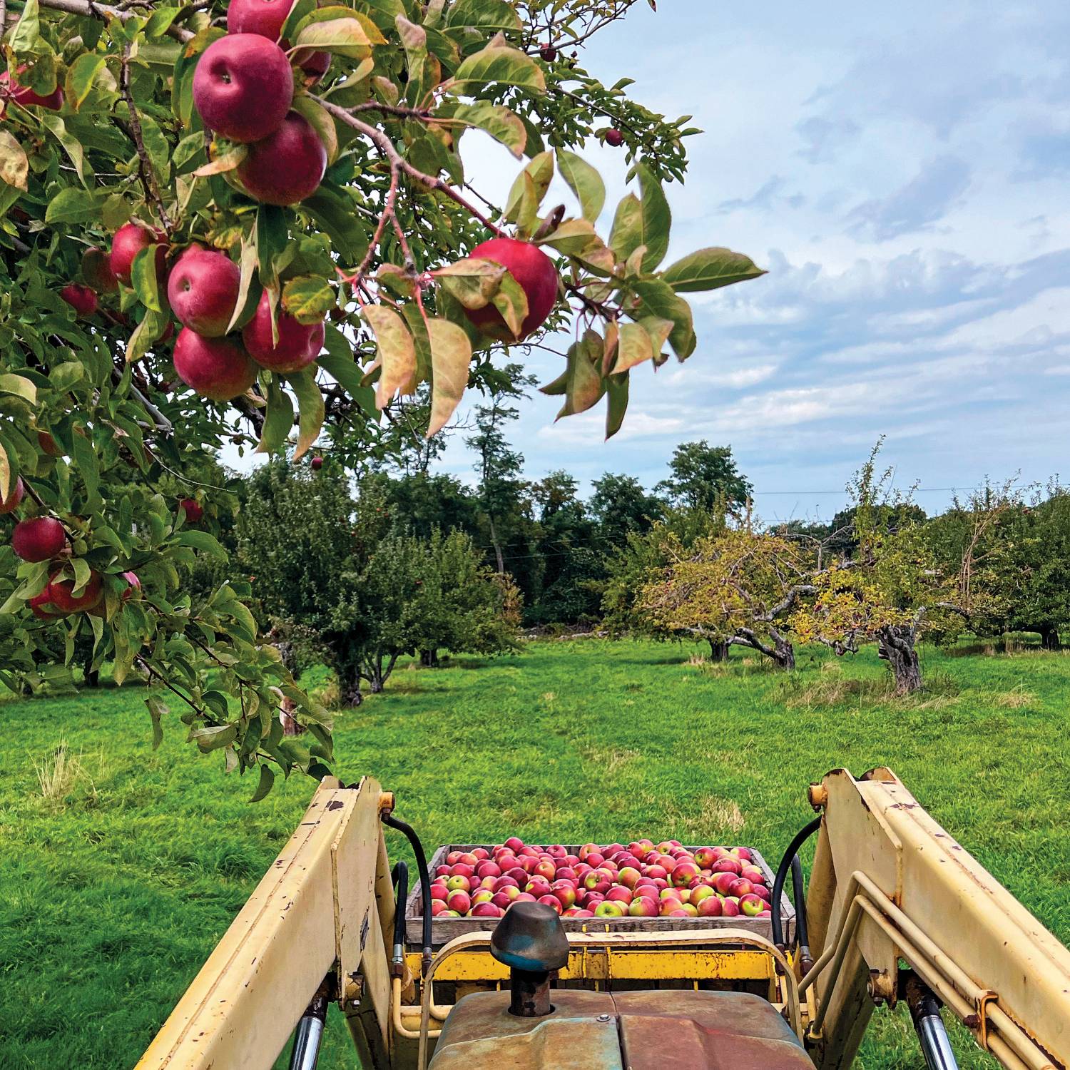 A crate of harvested apples in an orchard