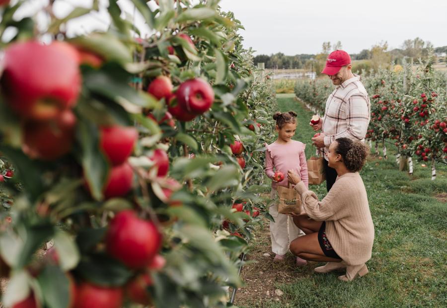 A family picking apples together in an orchard