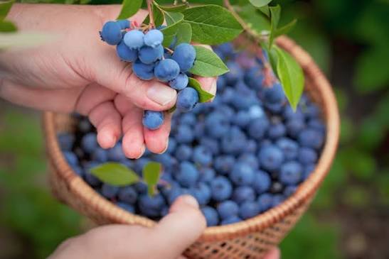 A basket of freshly harvested blueberries