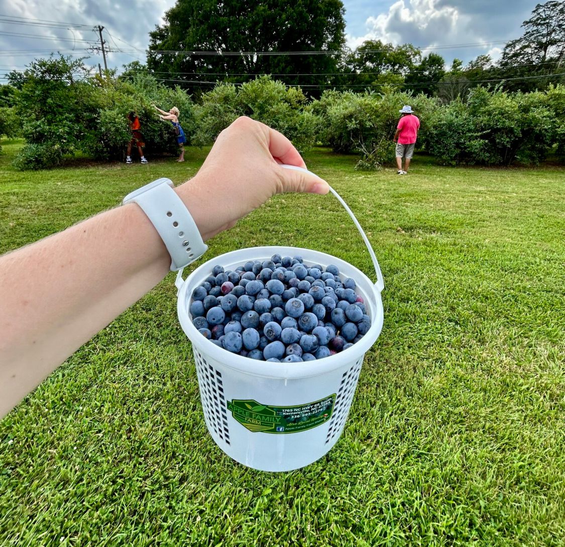 A bucket of blueberries in a farm field