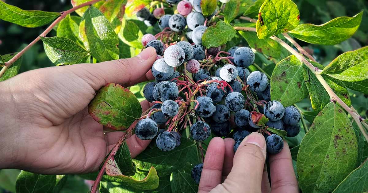 Hands picking blueberries from a bush