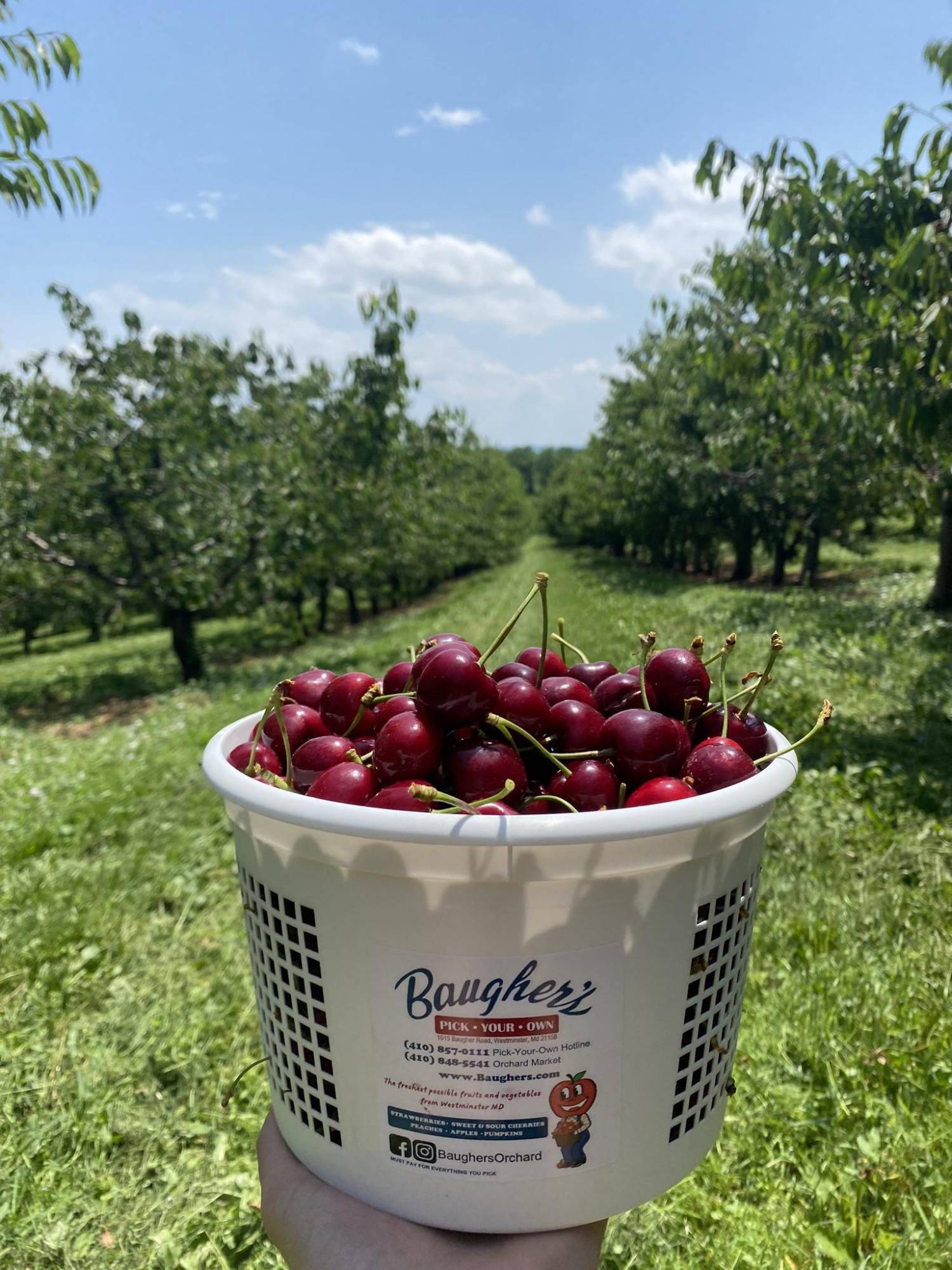 A bucket of freshly picked cherries