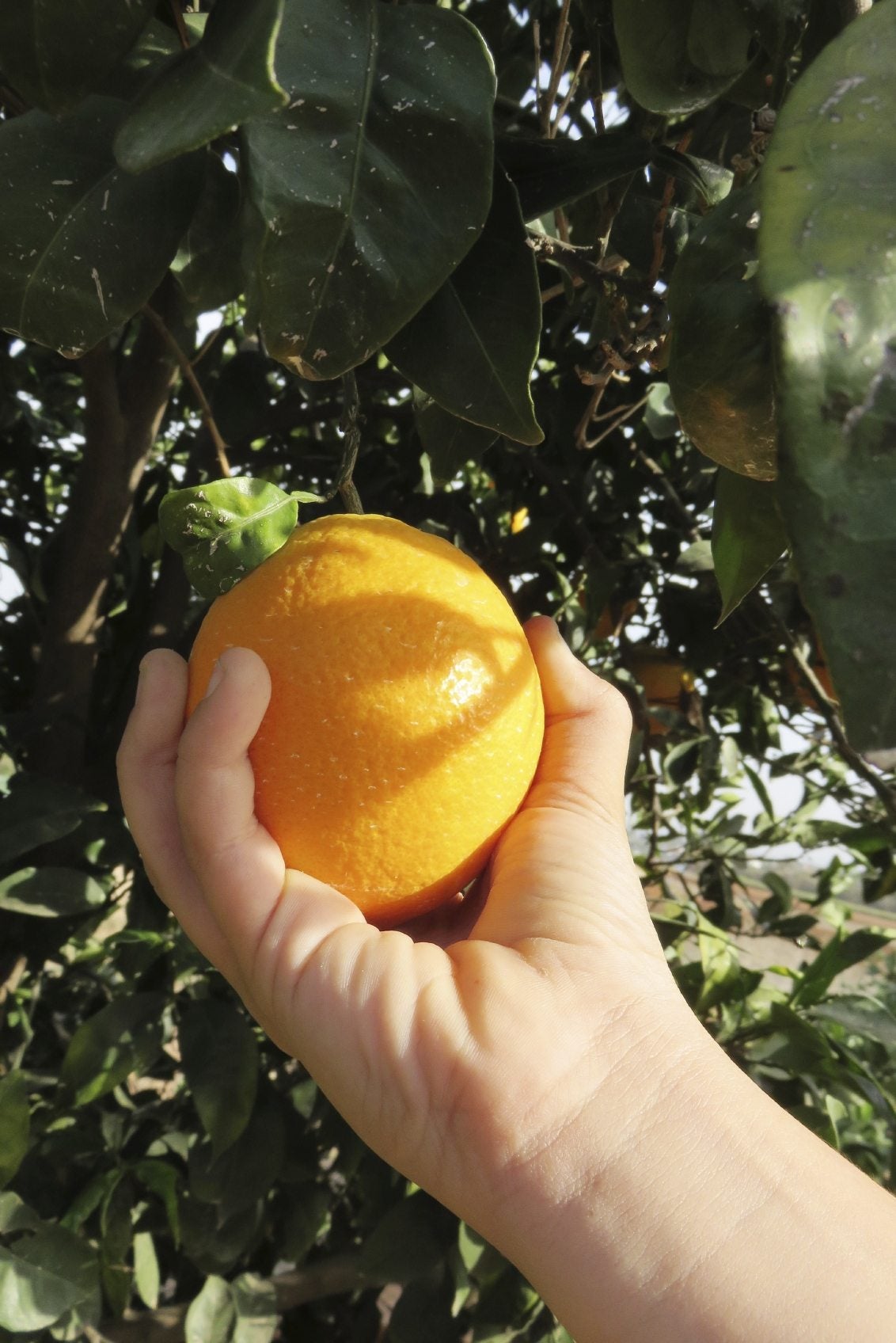 A hand holding a fresh orange