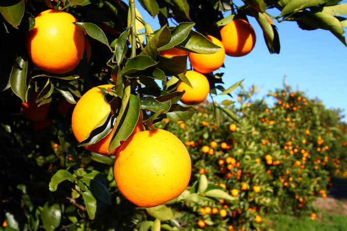 Ripe oranges on a tree