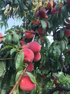 Ripe peaches hanging on a tree branch