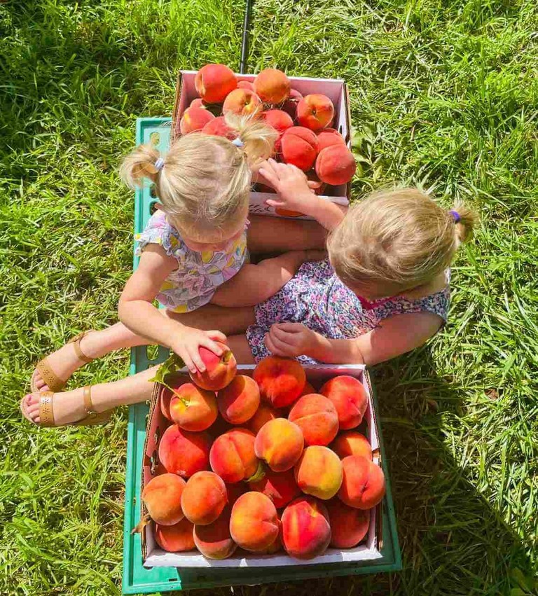 Kids sitting with crates of freshly picked peaches