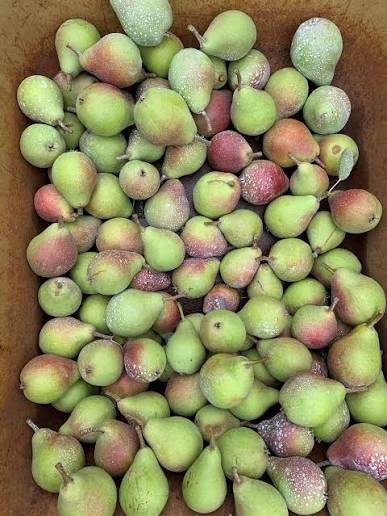A crate of freshly harvested pears