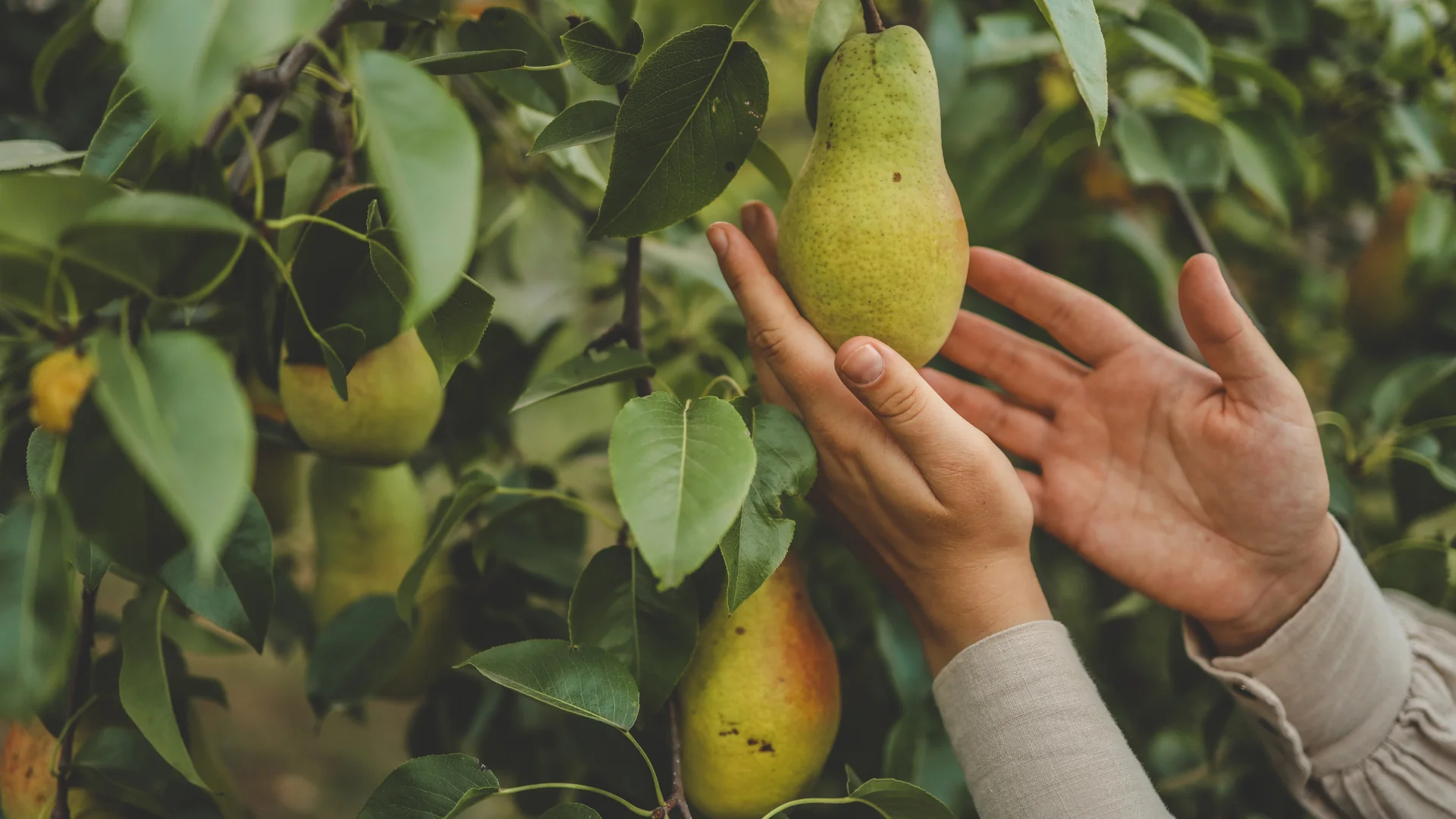 A hand picking a ripe pear from a tree