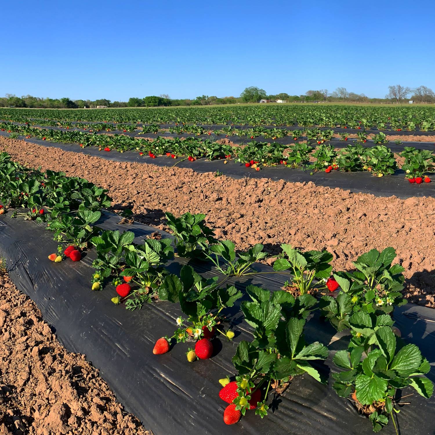 Rows of ripening strawberry plants in a sunny field
